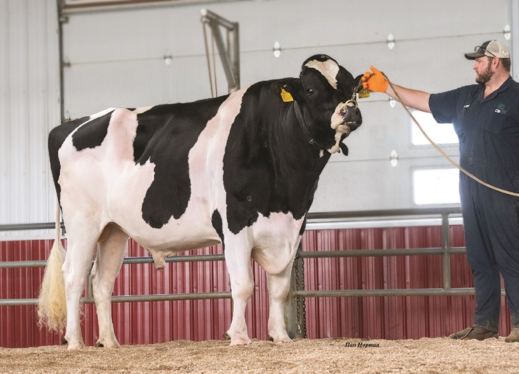 Suggested picture caption: Kings-Ransom S DREAMBIG courtesy of Holstein International