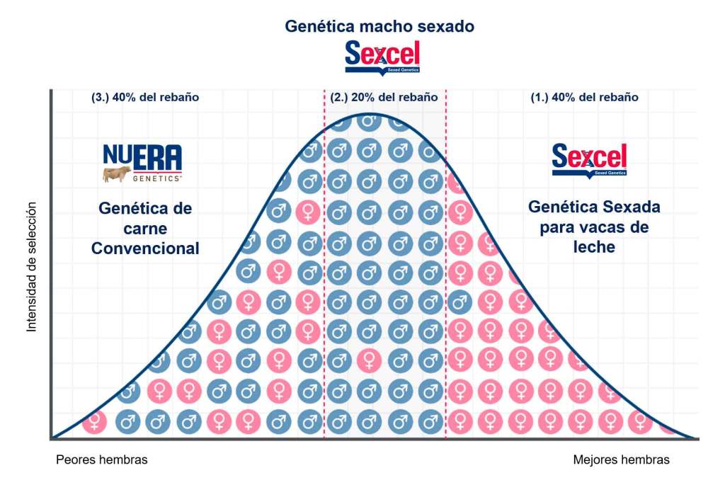 Estrategia Sexado y Carne con Sexcel macho