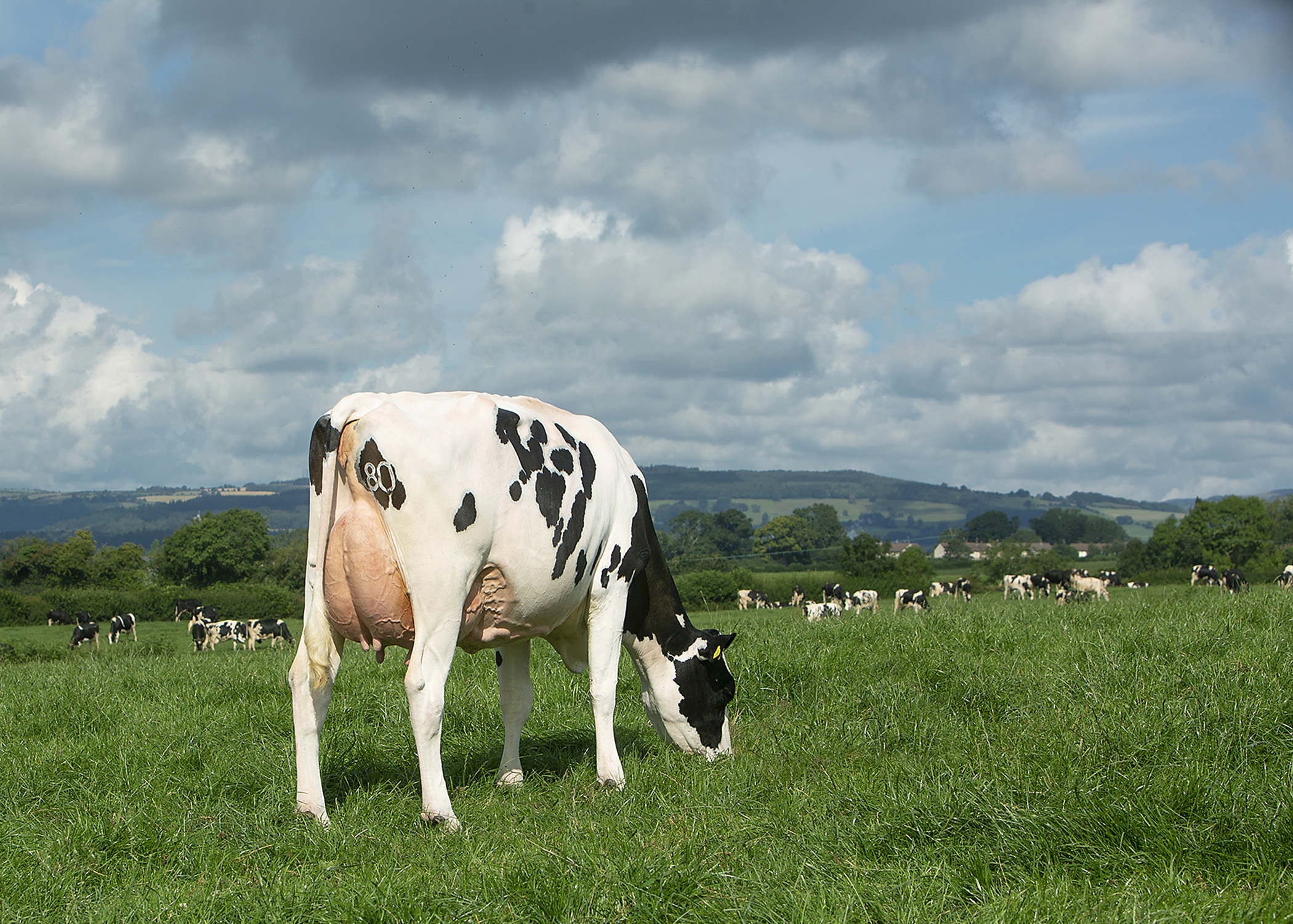 A complete guide to dairy cattle ABS Global UK