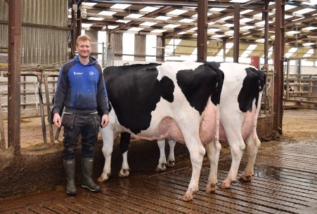 David Irwin with Redhouse 2179 Luster Rud Zip VG and Redhouse 1942 Helix Rud Zip 2 Ex90 -Dam & Grand-Dam of Redhouse Zeus-PP who is a homozygous polled bull