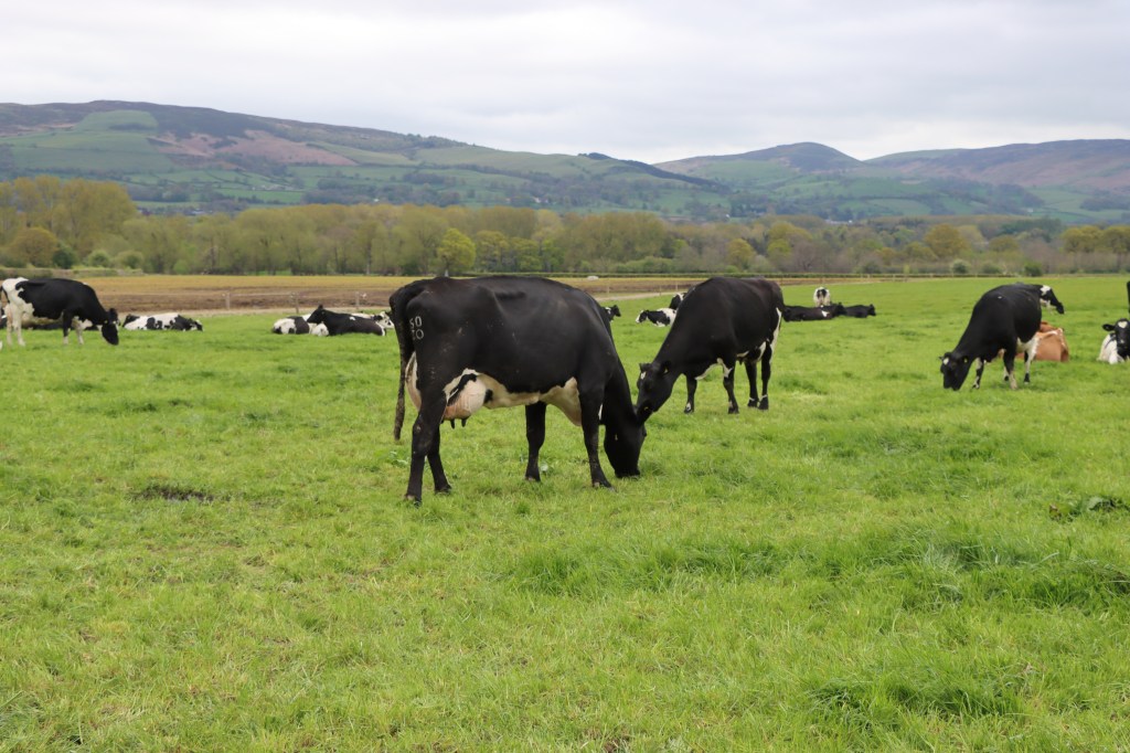 Crossbreeding cattle with Holstein and Norwegian Red genetics