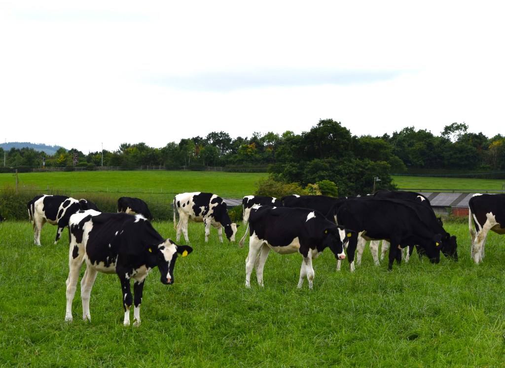 Holstein weanlings 