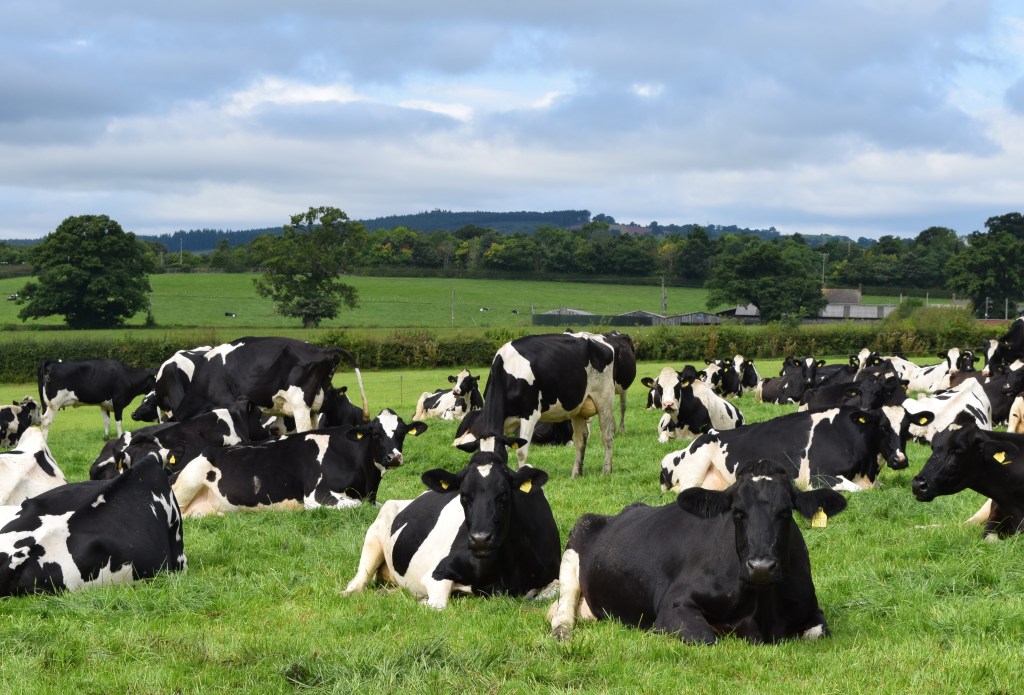 Holstein cows 