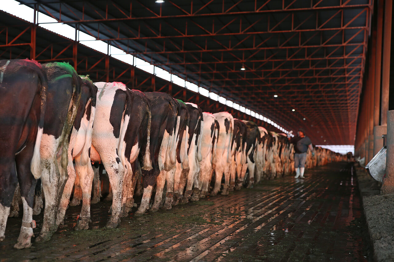 Troubleshooting the fresh cow pen