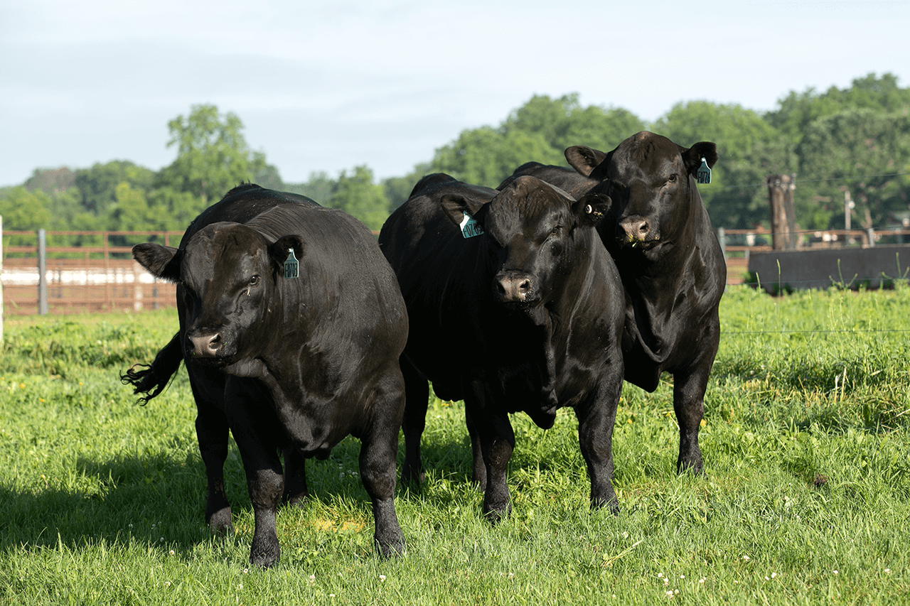 Bovine Fertility First - ABS Global US