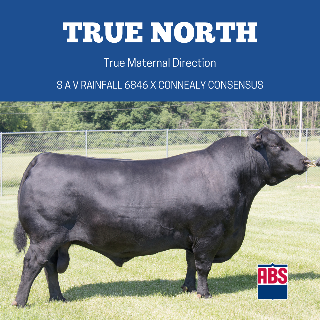 Top 5 Angus Bulls ABS Global US