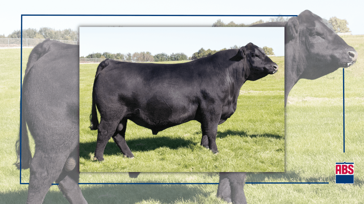 Top 5 Angus Bulls ABS Global USA