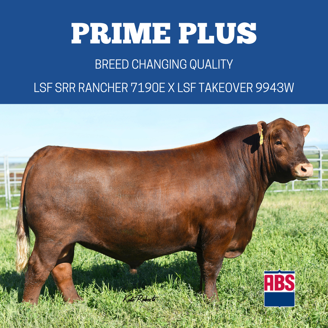 Five Red Angus Bulls You Should Know - ABS Global US