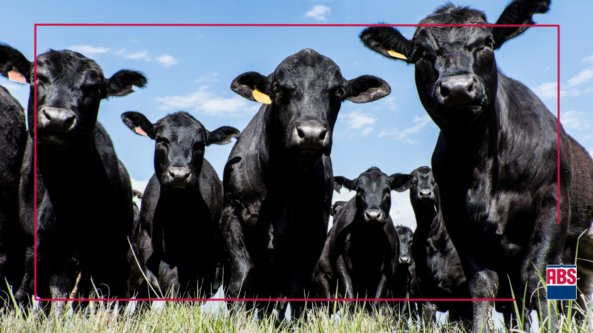 Beef Synchronization Protocols And Their Benefits - Abs Global Us