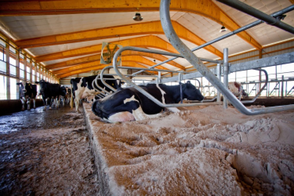 6 Basic Needs of Dairy Cows and the Simple Signs They are Not